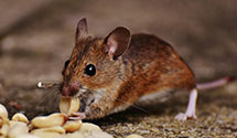 24 Hour & Emergency Exterminators in Pacificorp, OR